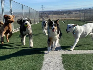 ruff-services-tribox-boarding