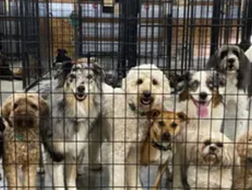 Ruff Inn It - Dog Daycare