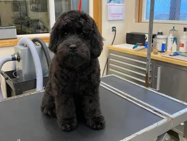 ruff-services-tribox-grooming